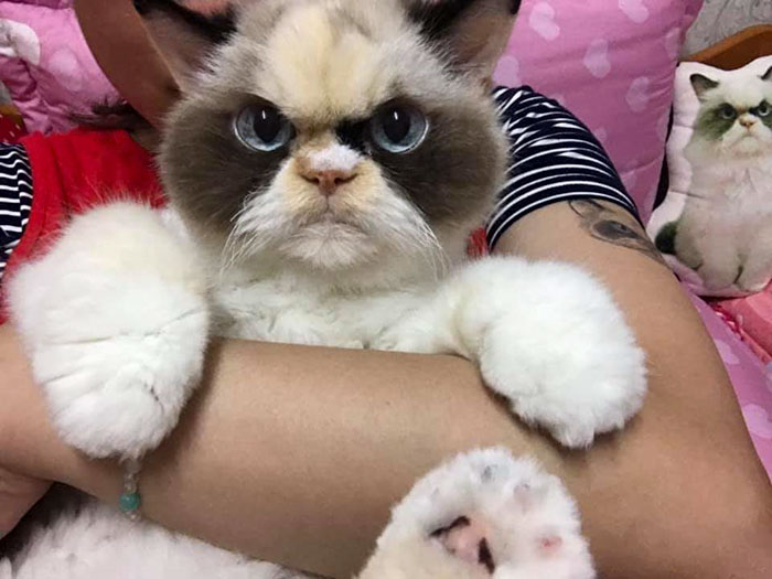 https://www.ipnoze.com/wordpress/wp-content/uploads/2020/01/nouveau-grumpy-cat-meow-meow-007.jpg