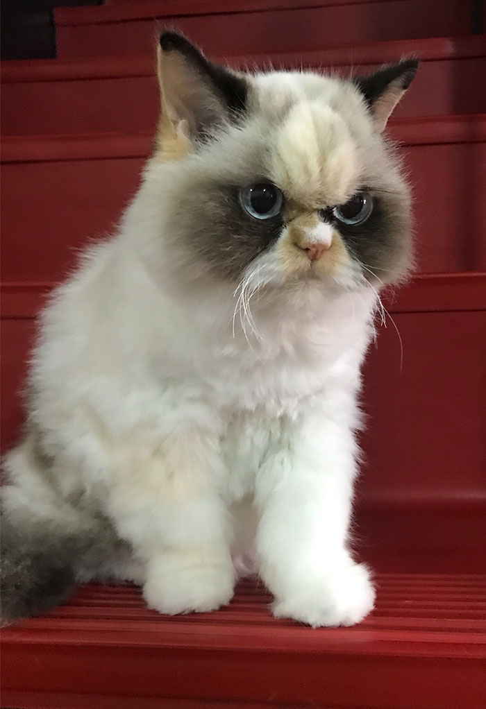 https://www.ipnoze.com/wordpress/wp-content/uploads/2020/01/nouveau-grumpy-cat-meow-meow-008.jpg