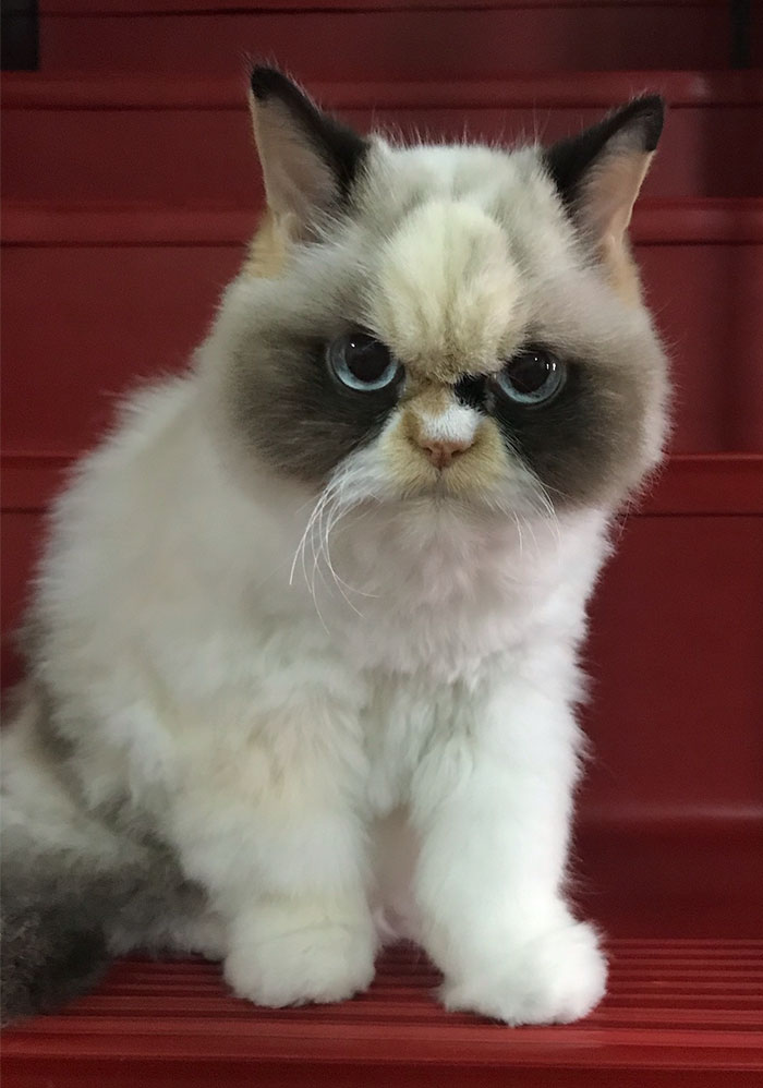 https://www.ipnoze.com/wordpress/wp-content/uploads/2020/01/nouveau-grumpy-cat-meow-meow-010.jpg