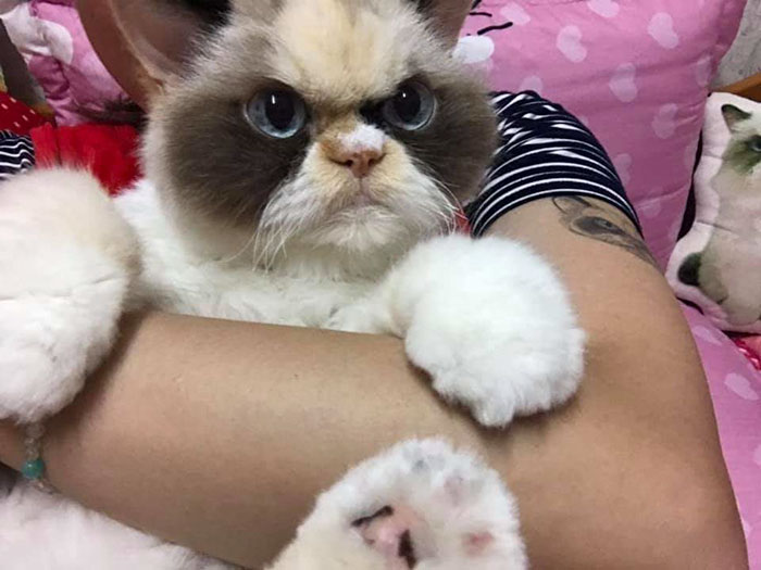 https://www.ipnoze.com/wordpress/wp-content/uploads/2020/01/nouveau-grumpy-cat-meow-meow-011.jpg