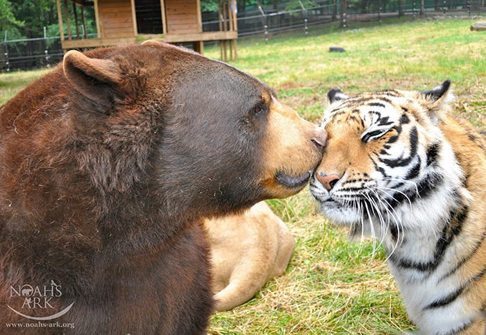 Cet ours, ce lion et ce tigre ne se sont jamais quittés depuis plus de 15 ans