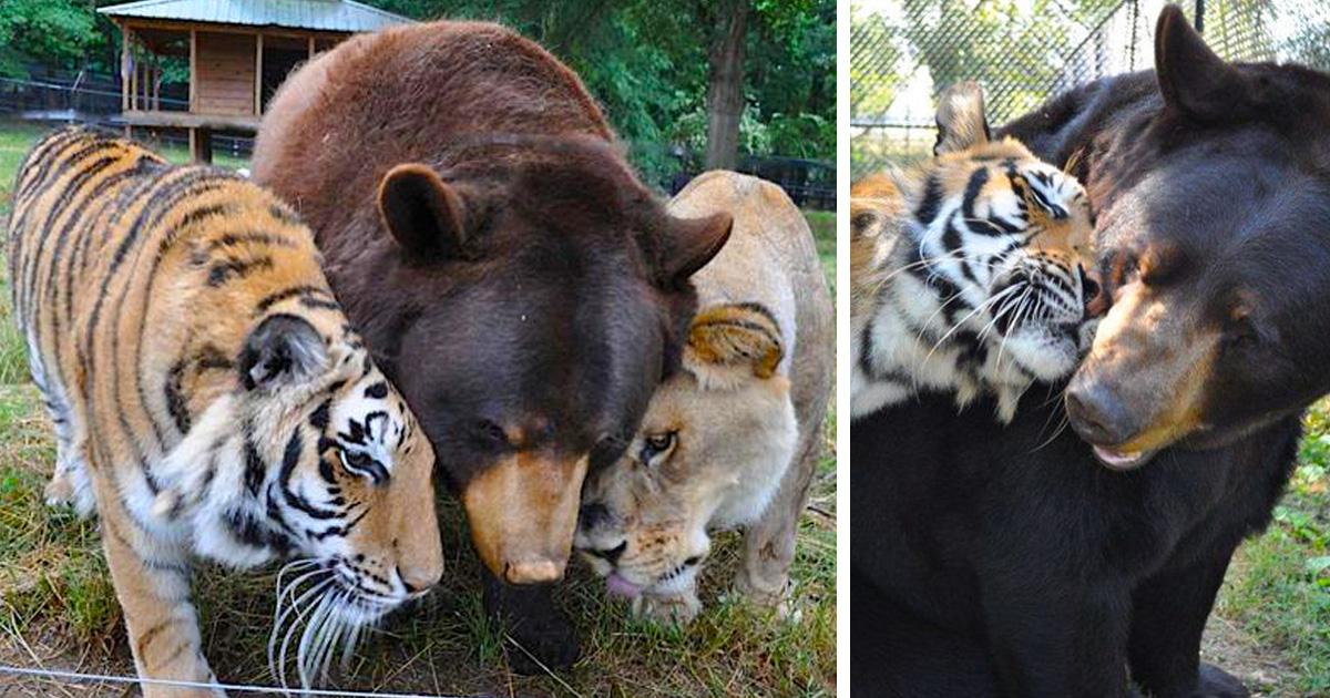 Cet ours, ce lion et ce tigre ne se sont jamais quittés depuis plus de 15 ans