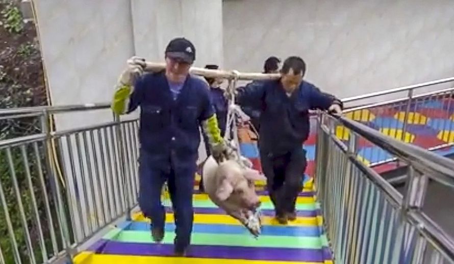 Ce parc à thème a été critiqué pour avoir forcé un cochon à faire un saut à l’élastique à 70 mètres dans les airs pour lancer une nouvelle attraction