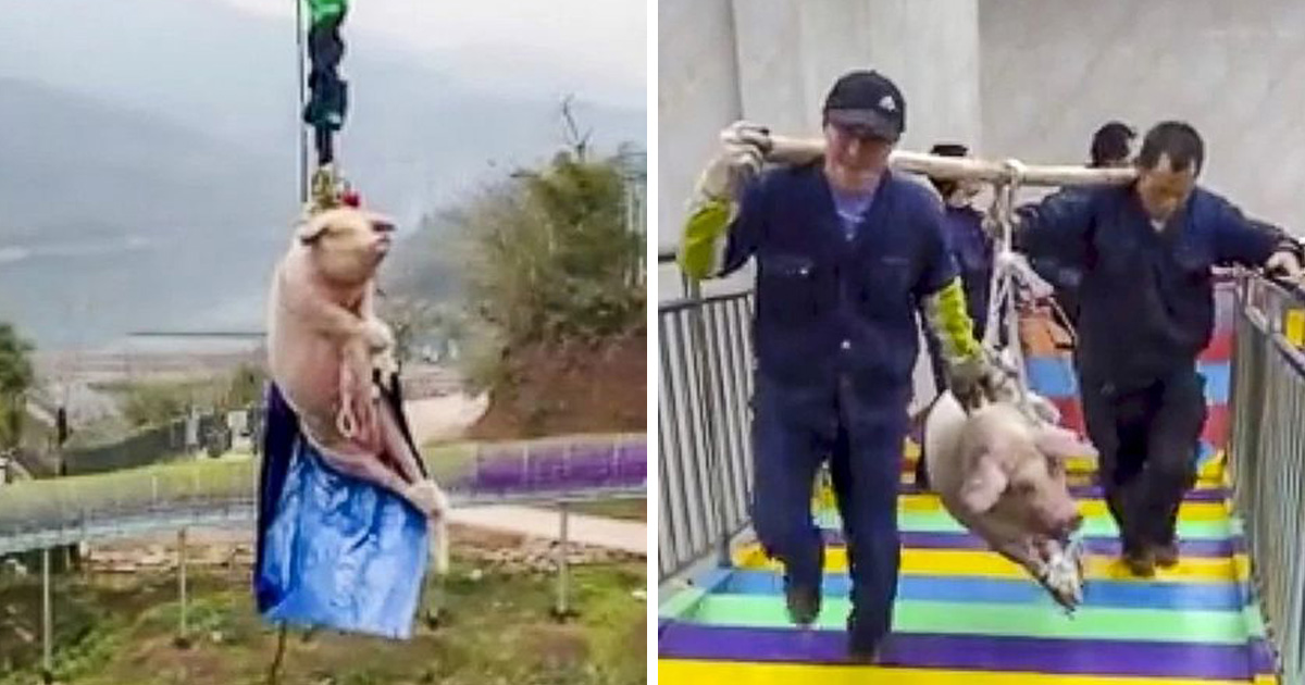 Ce parc à thème a été critiqué pour avoir forcé un cochon à faire un saut à l’élastique à 70 mètres dans les airs pour lancer une nouvelle attraction