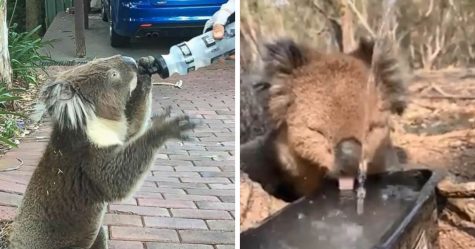 Quand un koala est décédé après avoir reçu de l’eau incorrectement, des vétérinaires ont expliqué comment bien le faire