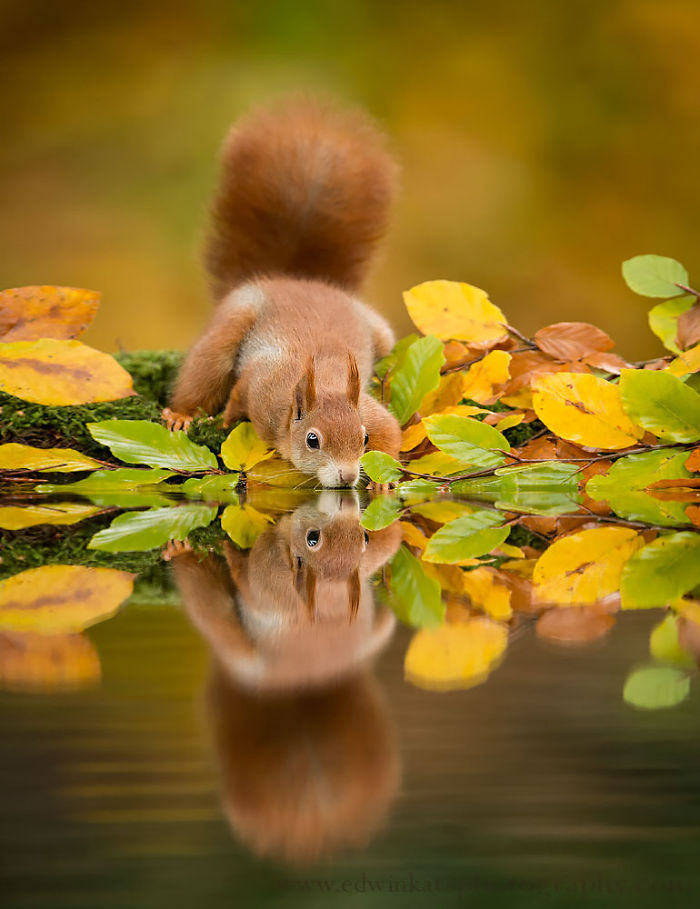 22 photos adorables pour célébrer la Journée d’appréciation des écureuils