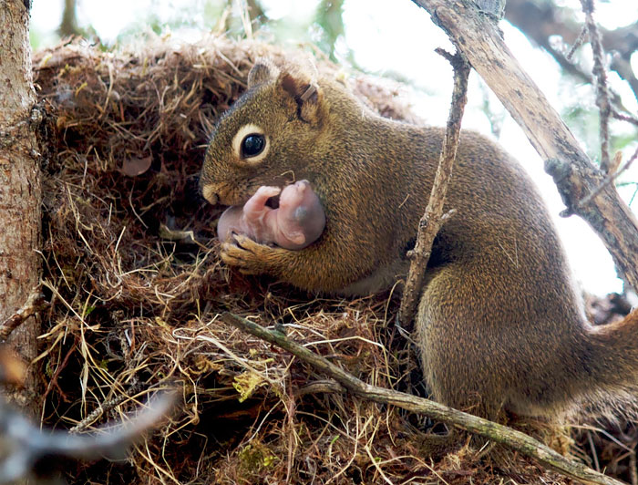 22 Photos Adorables Pour Celebrer La Journee D Appreciation Des Ecureuils Ipnoze