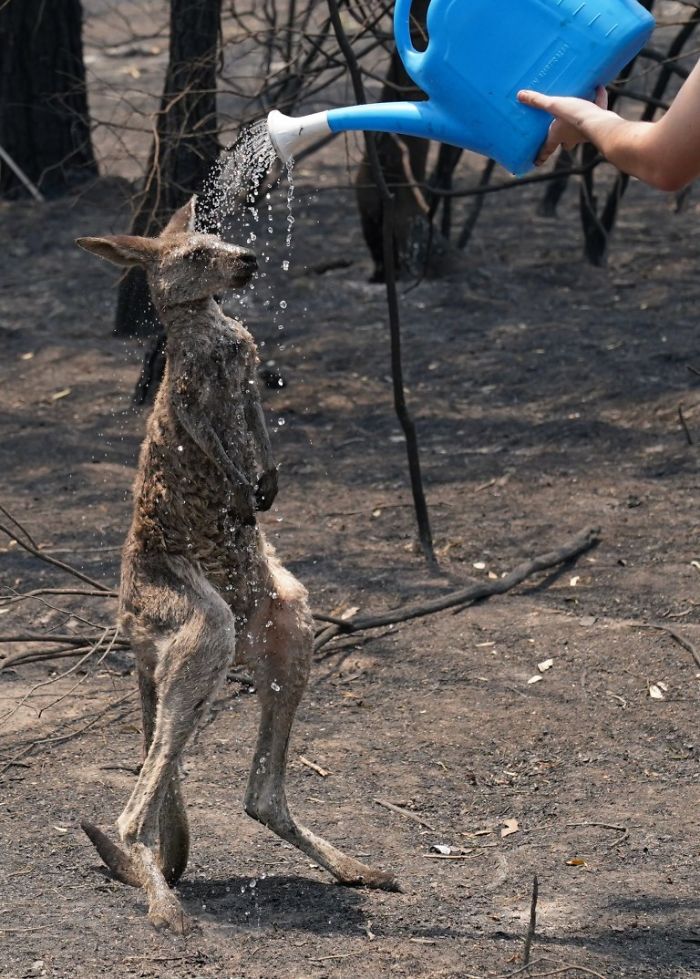 22 images qui résument l’enfer qui se déroule en Australie