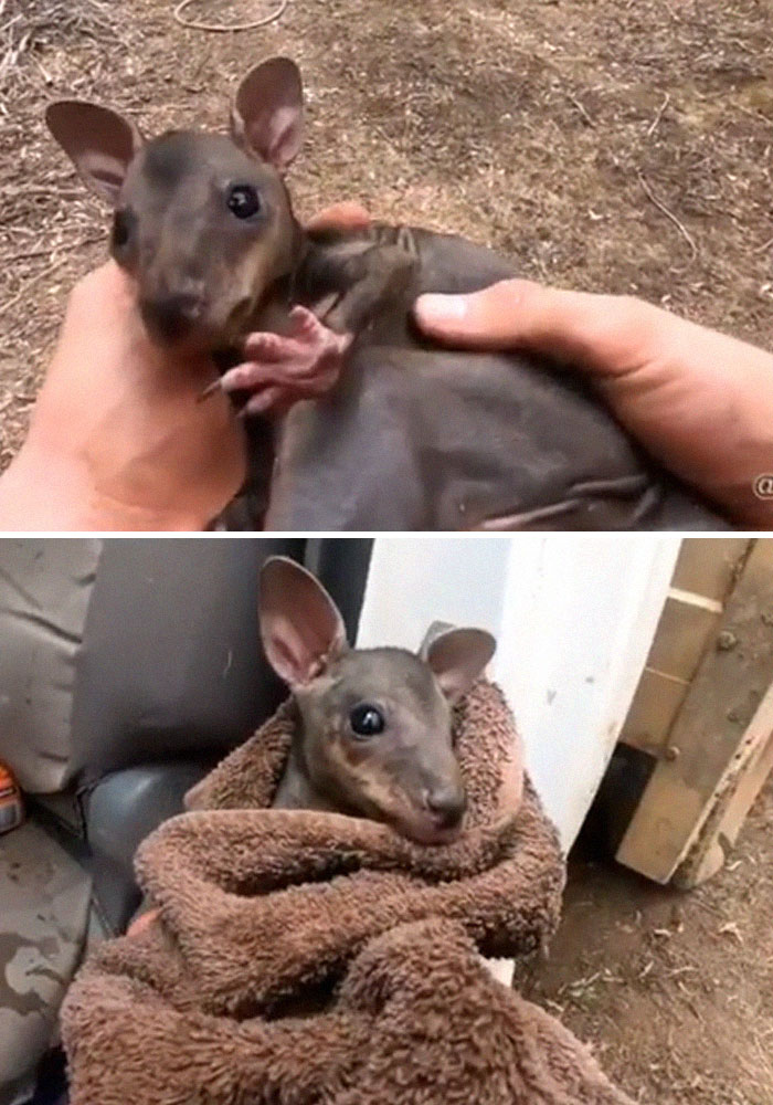 22 images qui résument l’enfer qui se déroule en Australie