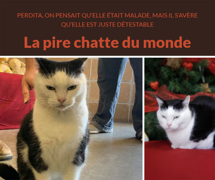 Un refuge pour animaux a mis « la pire chatte du monde » en adoption et les gens adorent sa description