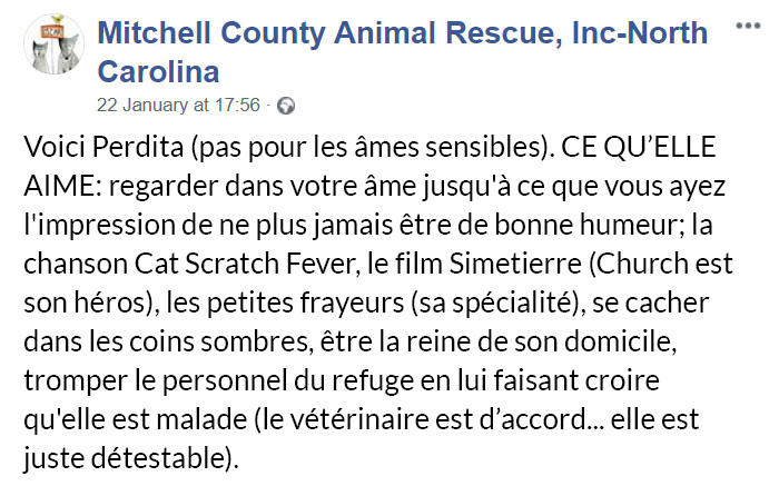 Un refuge pour animaux a mis « la pire chatte du monde » en adoption et les gens adorent sa description