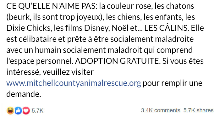 Un refuge pour animaux a mis « la pire chatte du monde » en adoption et les gens adorent sa description