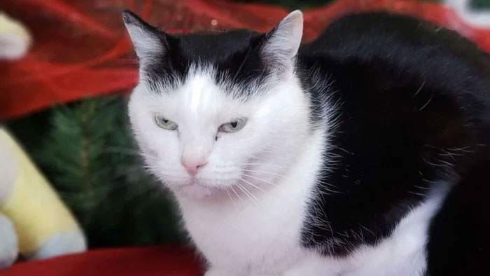 Un refuge pour animaux a mis « la pire chatte du monde » en adoption et les gens adorent sa description