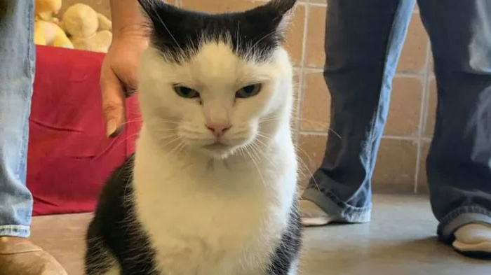 Un refuge pour animaux a mis « la pire chatte du monde » en adoption et les gens adorent sa description