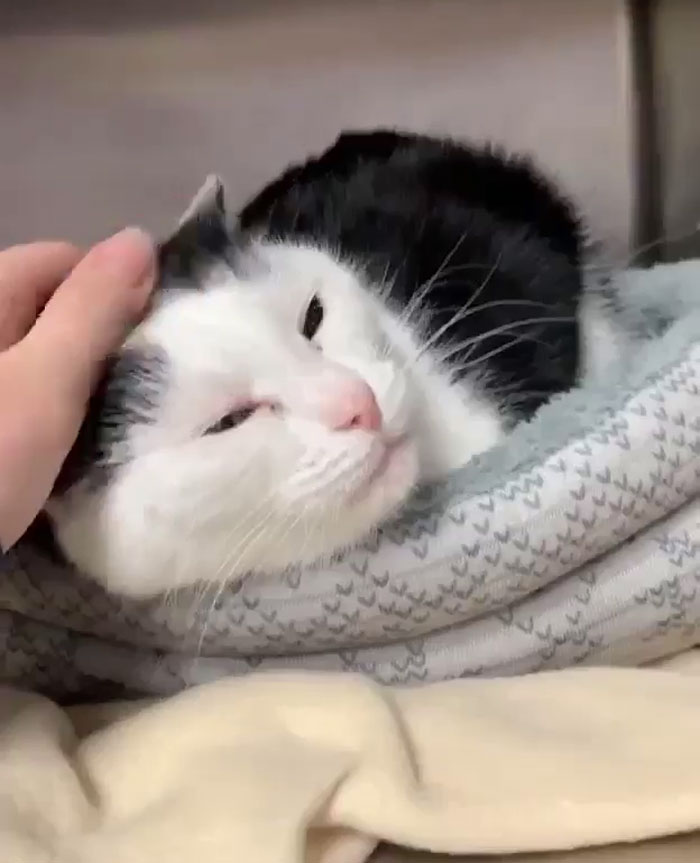 Un refuge pour animaux a mis « la pire chatte du monde » en adoption et les gens adorent sa description