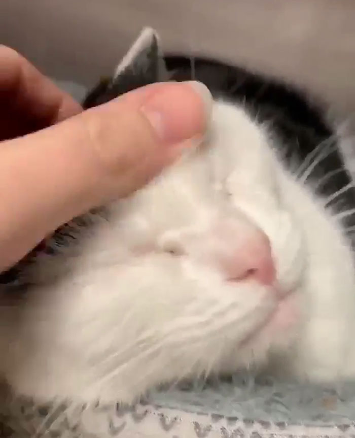 Un refuge pour animaux a mis « la pire chatte du monde » en adoption et les gens adorent sa description