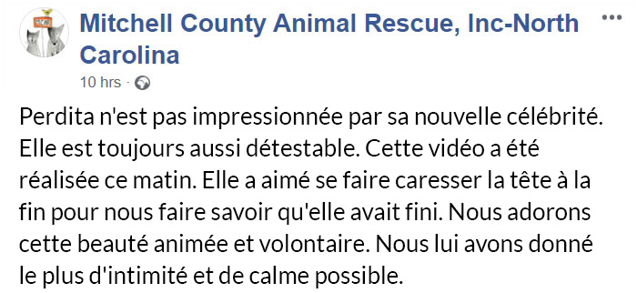 Un refuge pour animaux a mis « la pire chatte du monde » en adoption et les gens adorent sa description