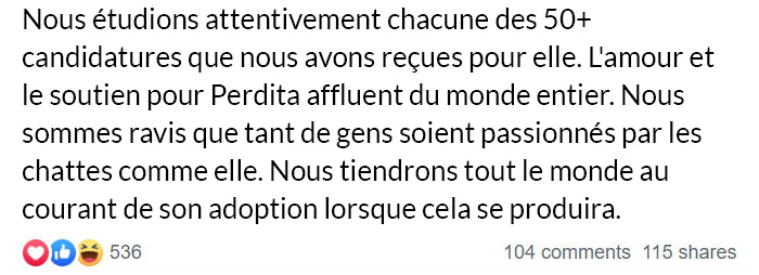 Un refuge pour animaux a mis « la pire chatte du monde » en adoption et les gens adorent sa description
