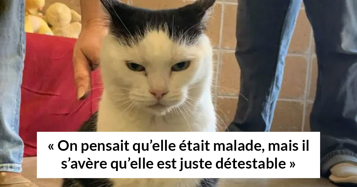 Un refuge pour animaux a mis « la pire chatte du monde » en adoption et les gens adorent sa description