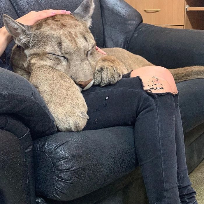 Ce puma a été sauvé d’un zoo, mais ne peut pas être relâché dans la nature, alors il profite de la vie en tant que chat domestique gâté (nouvelles images)