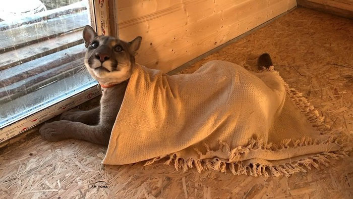 Ce puma a été sauvé d’un zoo, mais ne peut pas être relâché dans la nature, alors il profite de la vie en tant que chat domestique gâté (nouvelles images)