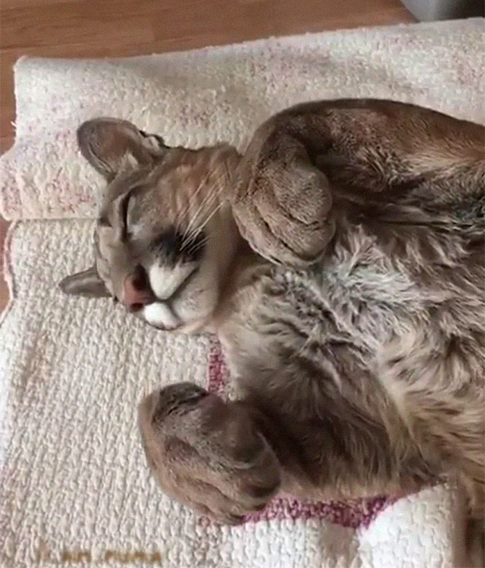 Ce puma a été sauvé d’un zoo, mais ne peut pas être relâché dans la nature, alors il profite de la vie en tant que chat domestique gâté (nouvelles images)