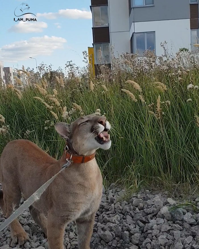Ce puma a été sauvé d’un zoo, mais ne peut pas être relâché dans la nature, alors il profite de la vie en tant que chat domestique gâté (nouvelles images)