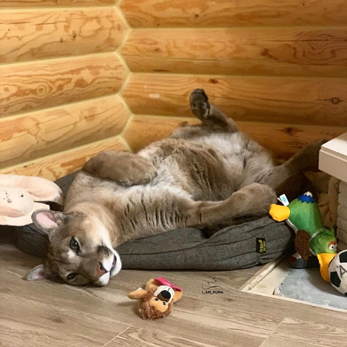 Ce puma a été sauvé d’un zoo, mais ne peut pas être relâché dans la nature, alors il profite de la vie en tant que chat domestique gâté (nouvelles images)