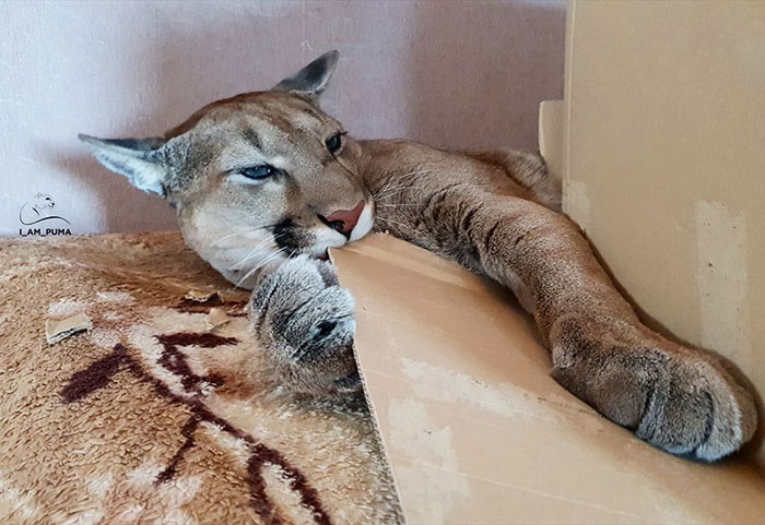 puma live chat