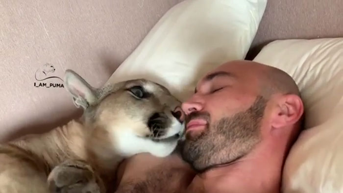 Ce puma a été sauvé d’un zoo, mais ne peut pas être relâché dans la nature, alors il profite de la vie en tant que chat domestique gâté (nouvelles images)