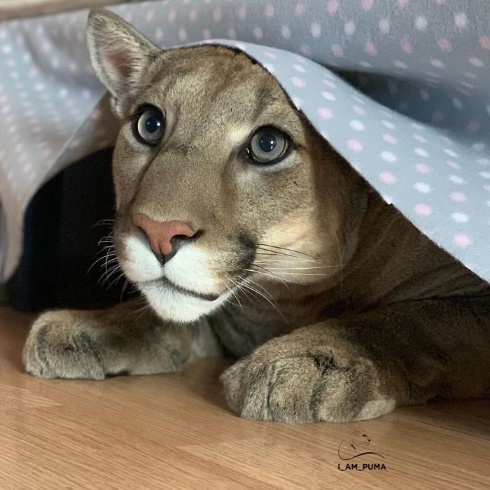 puma live chat