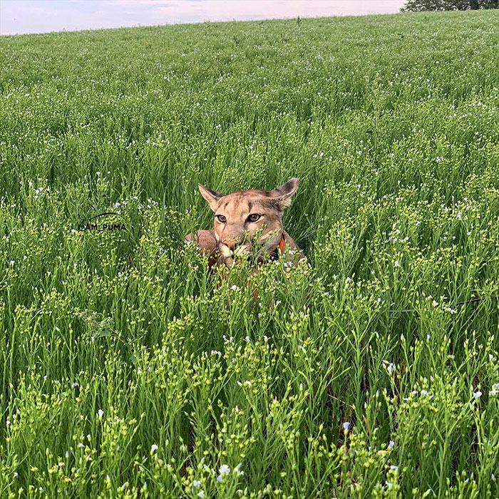 Ce puma a été sauvé d’un zoo, mais ne peut pas être relâché dans la nature, alors il profite de la vie en tant que chat domestique gâté (nouvelles images)