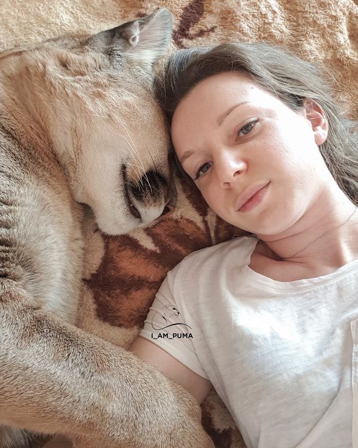 Ce puma a été sauvé d’un zoo, mais ne peut pas être relâché dans la nature, alors il profite de la vie en tant que chat domestique gâté (nouvelles images)