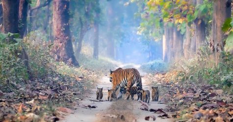 Cette tigresse a été photographiée se promenant dans la forêt avec ses cinq bébés tigres