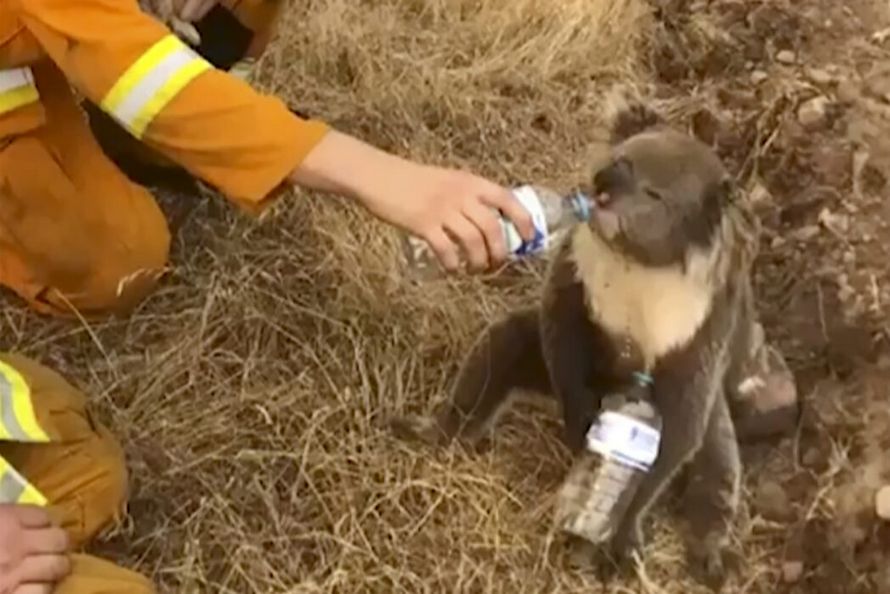 Près d’un demi-milliard d’animaux sont morts dans les feux de forêt en Australie depuis septembre
