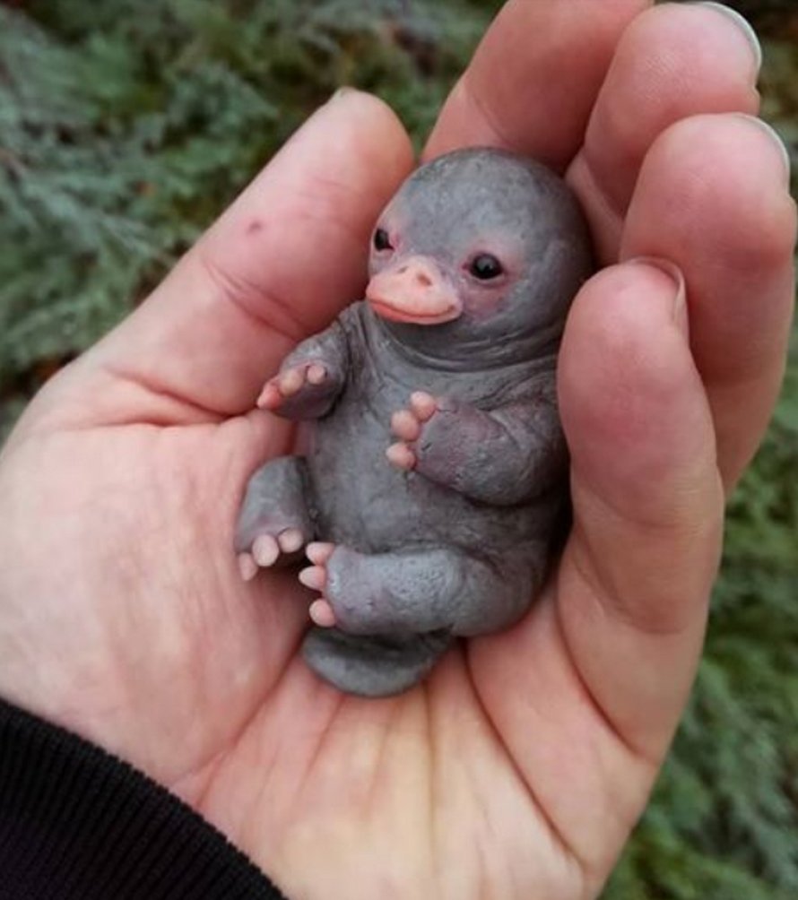 Ce Bebe Ornithorynque Mignon Que Les Gens Partagent En Ligne Est Reellement Un Caillou Ipnoze Ce Bebe Ornithorynque Mignon Que Les Gens Partagent En Ligne Est Reellement Un Caillou Ipnoze