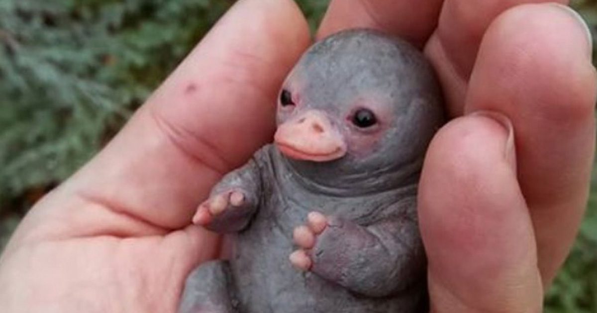 Ce Bebe Ornithorynque Mignon Que Les Gens Partagent En Ligne Est Reellement Un Caillou Ipnoze
