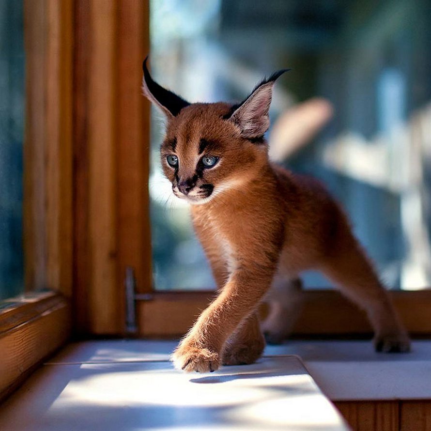 Est Ce L Espece De Chat La Plus Mignonne Du Monde Ipnoze