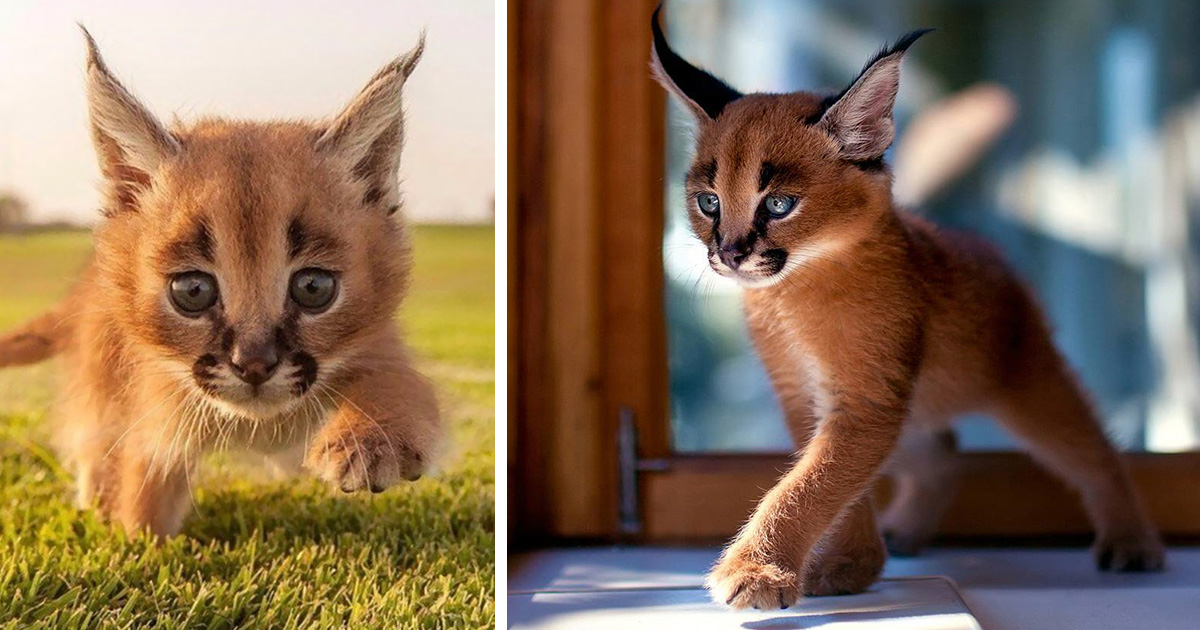 Est Ce L Espece De Chat La Plus Mignonne Du Monde Ipnoze