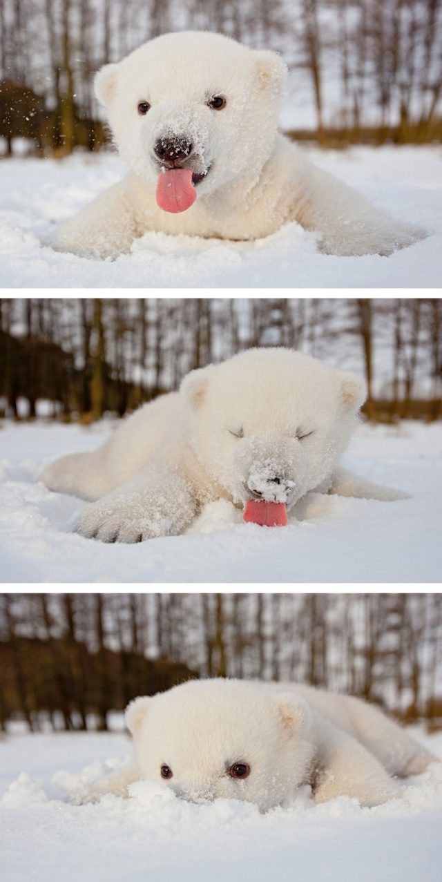 21 bébés ours polaires mignons pour célébrer la Journée internationale de l'ours polaire - ipnoze