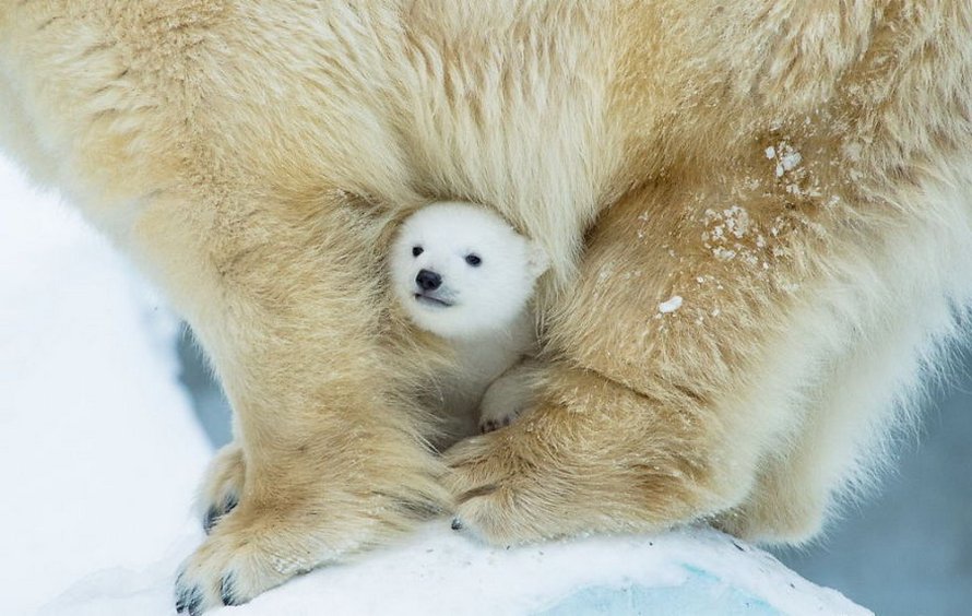 21 Bebes Ours Polaires Mignons Pour Celebrer La Journee Internationale De L Ours Polaire Ipnoze