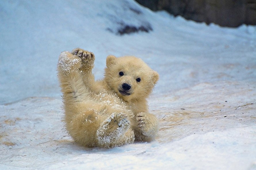 21 bébés ours polaires mignons pour célébrer la Journée internationale de l’ours polaire