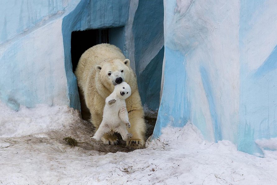 21 Bebes Ours Polaires Mignons Pour Celebrer La Journee Internationale De L Ours Polaire Ipnoze