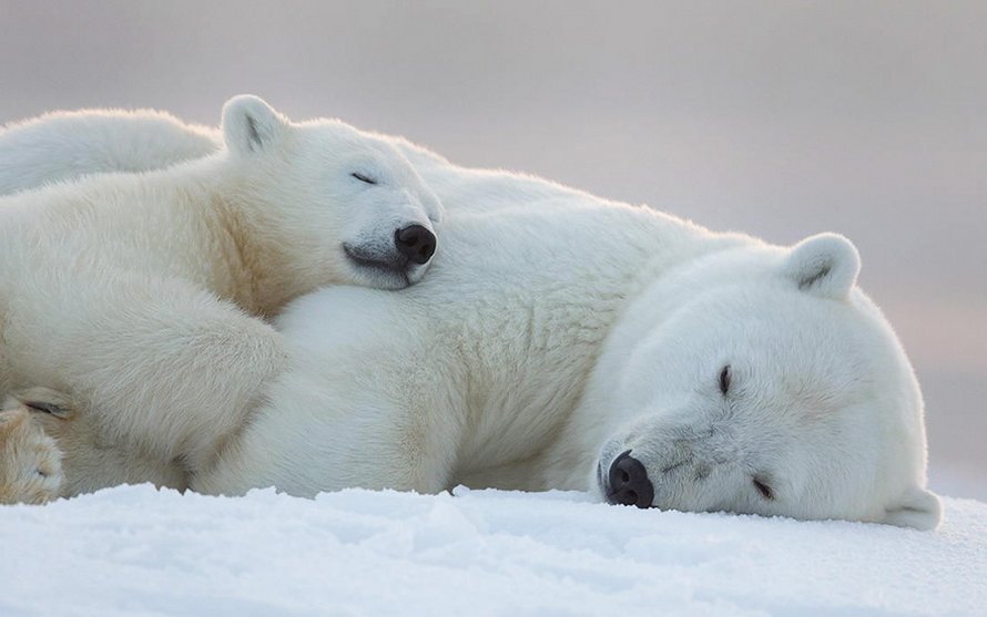 21 Bebes Ours Polaires Mignons Pour Celebrer La Journee Internationale De L Ours Polaire Ipnoze