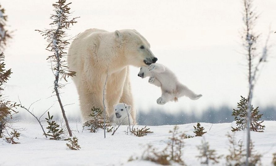 21 bébés ours polaires mignons pour célébrer la Journée internationale de l’ours polaire