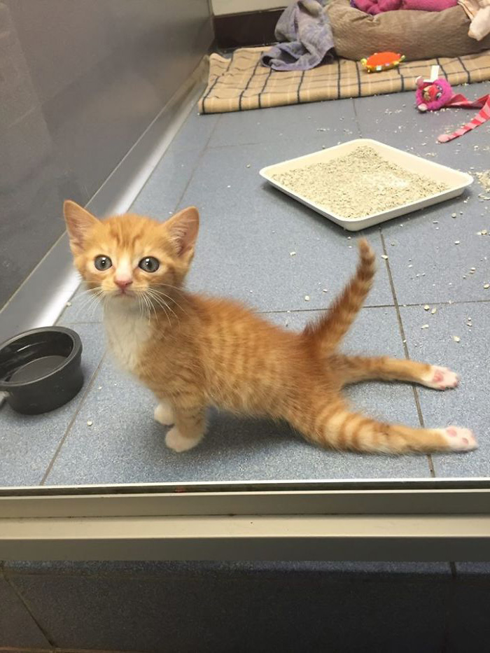 Ce Chaton Paralyse Ne Pouvait Plus Rester En Place Apres Avoir Recu Un Fauteuil Roulant Et Il Est Devenu Un Magnifique Chat Adulte Ipnoze