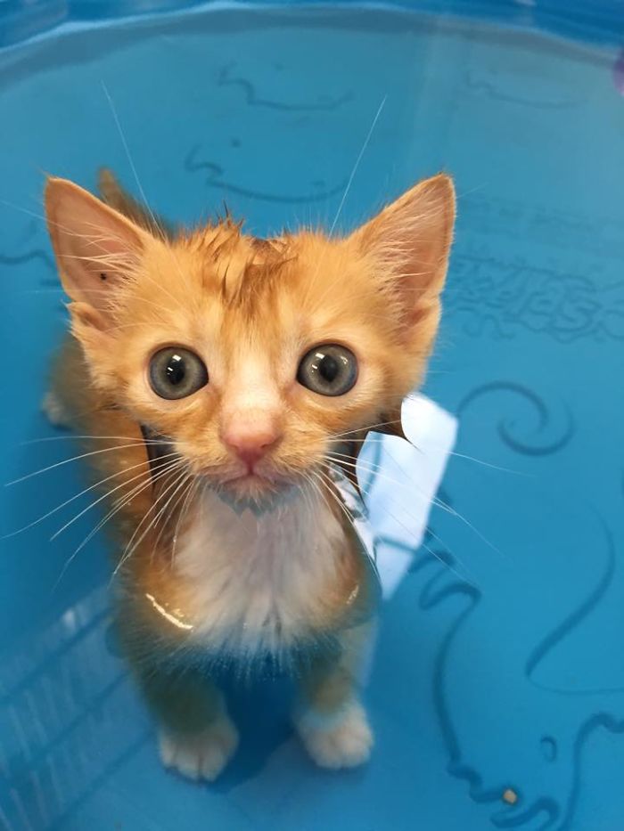 Ce Chaton Paralyse Ne Pouvait Plus Rester En Place Apres Avoir Recu Un Fauteuil Roulant Et Il Est Devenu Un Magnifique Chat Adulte Ipnoze