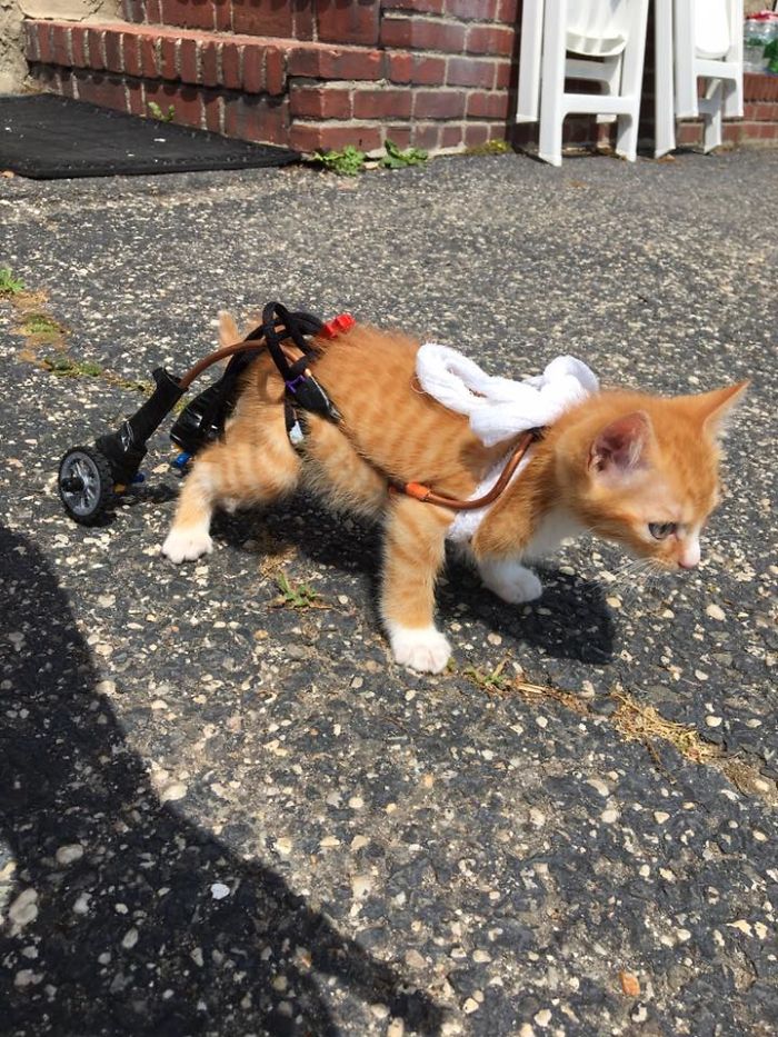 Ce chaton paralysé ne pouvait plus rester en place après avoir 