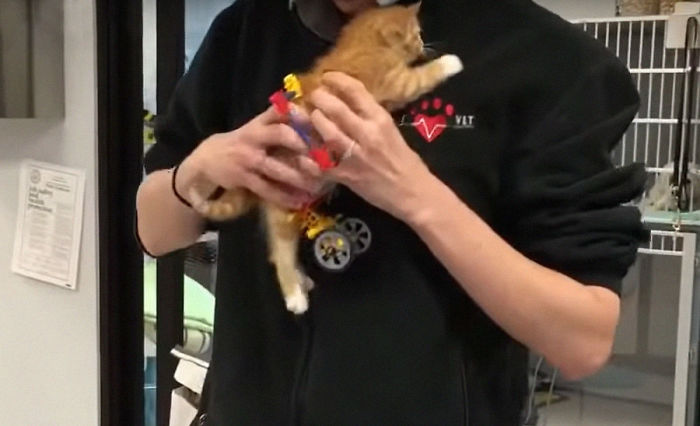 Ce Chaton Paralyse Ne Pouvait Plus Rester En Place Apres Avoir Recu Un Fauteuil Roulant Et Il Est Devenu Un Magnifique Chat Adulte Ipnoze