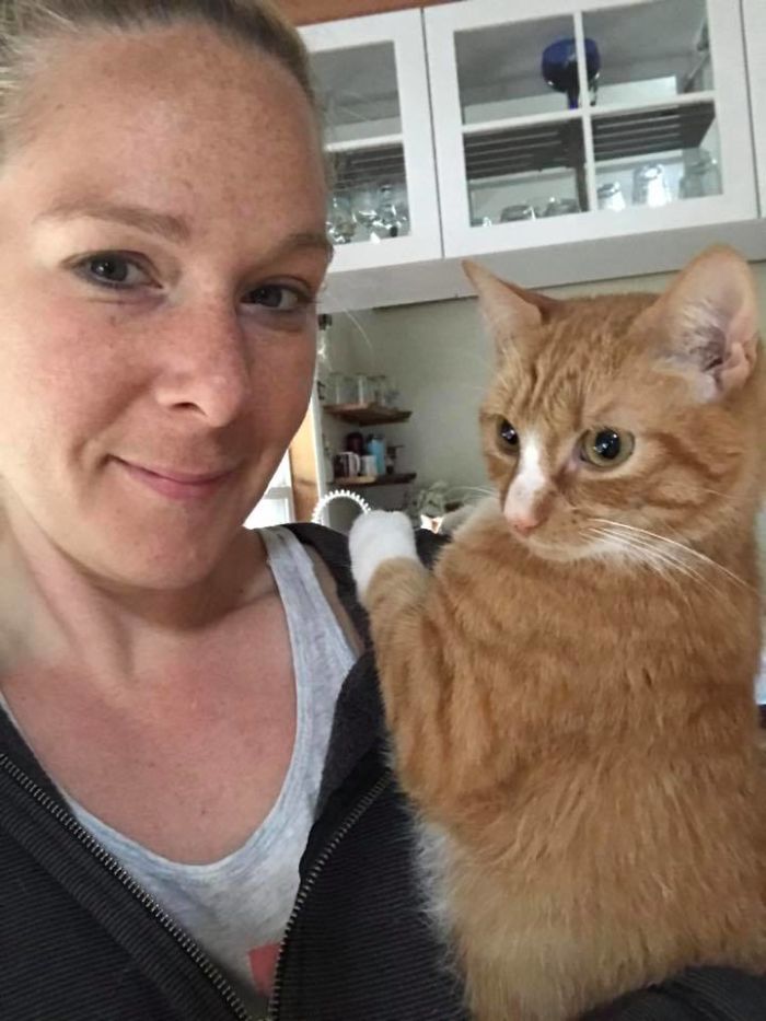 Ce Chaton Paralyse Ne Pouvait Plus Rester En Place Apres Avoir Recu Un Fauteuil Roulant Et Il Est Devenu Un Magnifique Chat Adulte Ipnoze